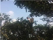 Bốn mùa trà nơi thiên đường mây Tà Xùa